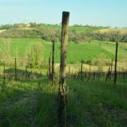 vigneti di Vigna degli Estensi a Roncitelli