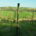 vigneti di Vigna degli Estensi a Roncitelli