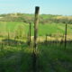 vigneti di Vigna degli Estensi a Roncitelli