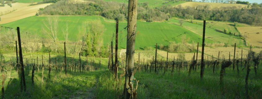 vigneti di Vigna degli Estensi a Roncitelli